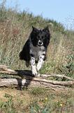 BORDER COLLIE 305